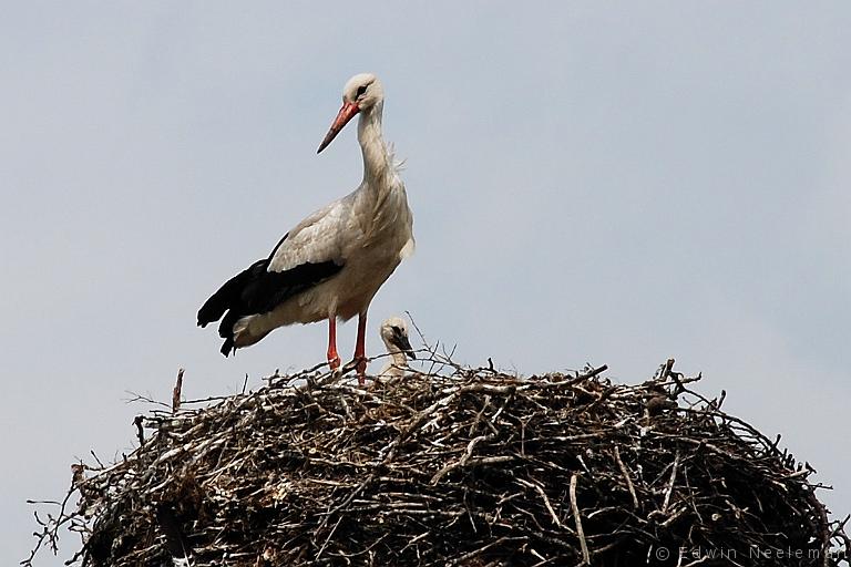 ENE-20070605-0008.jpg - [nl] Ooievaar ( Ciconia ciconia ) | Ommeren, Nederland[en] White Stork ( Ciconia ciconia ) | Ommeren, The Netherlands